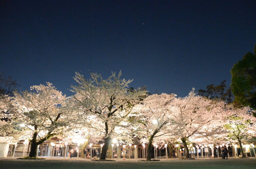 静岡県三島市の「三嶋大社」で春に見られる桜の風景。たくさんの桜が夜にライトアップされています。