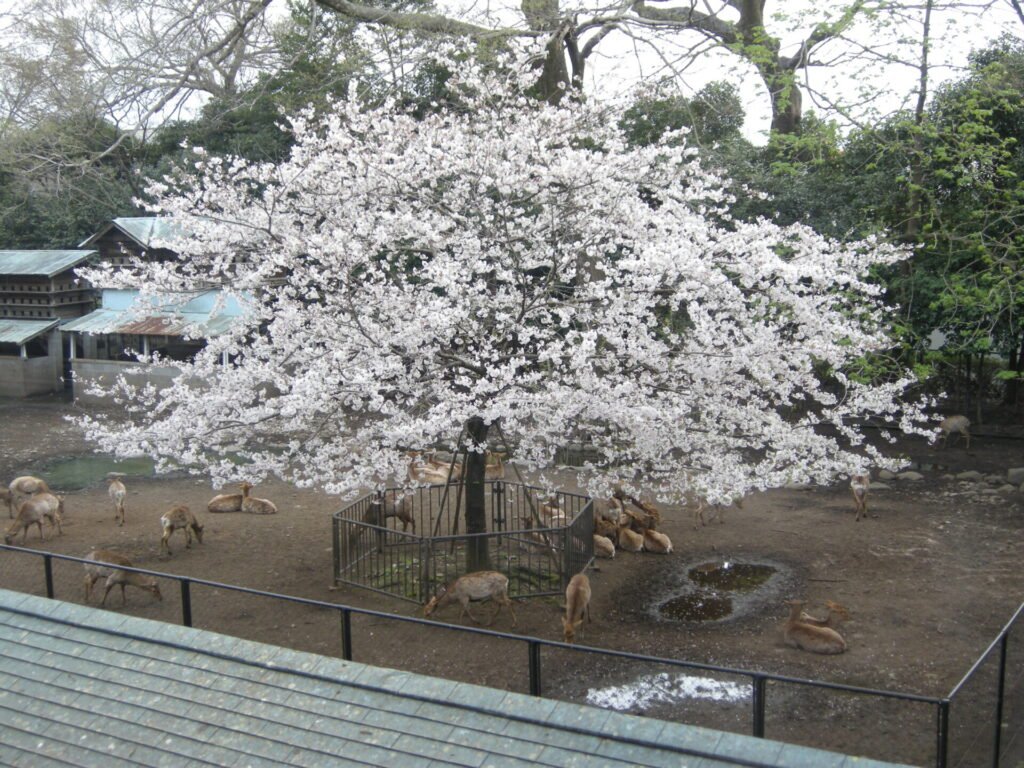 静岡県三島市「三嶋神社」にある「神鹿園」の様子。桜の木の下でたくさんの鹿が餌を食べています。
