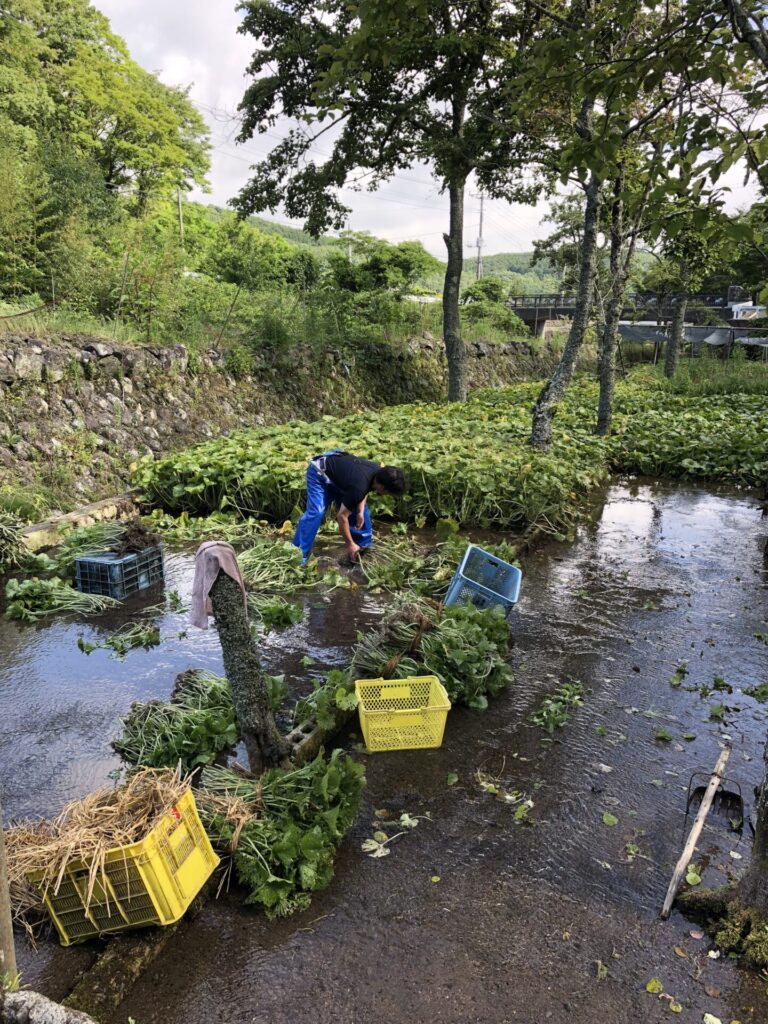 静岡県伊豆市にある「わさびの大見屋」のわさび田の収穫の様子。