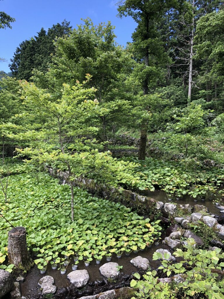 静岡県伊豆市にある「わさびの大見屋」のわさび田の風景。一面わさびの葉の緑色が広がっている。