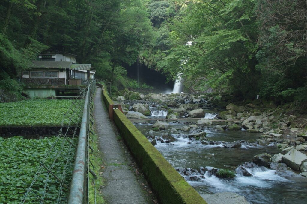 静岡県伊豆市にある「浄蓮の滝」下流のわさび田。