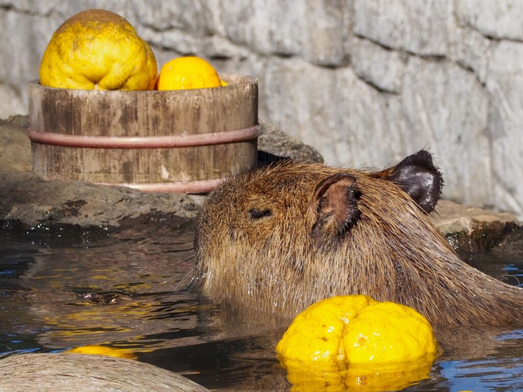 柚子湯に入るカピバラの可愛らしい様子。