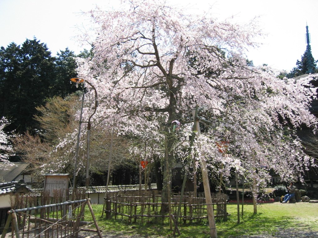 徳源院は京極家の菩提寺です。ただし道誉は別の寺に眠っています。