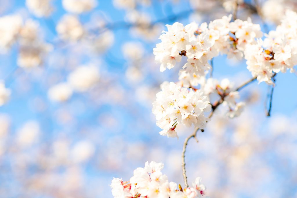 桜にフォーカスした写真