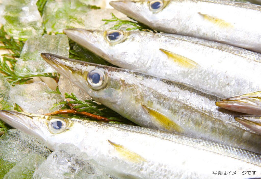 水揚げされたばかりの新鮮な魚4尾。