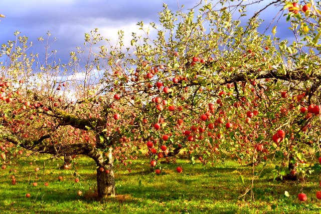 1本の木にたくさんのリンゴが実っている様子。