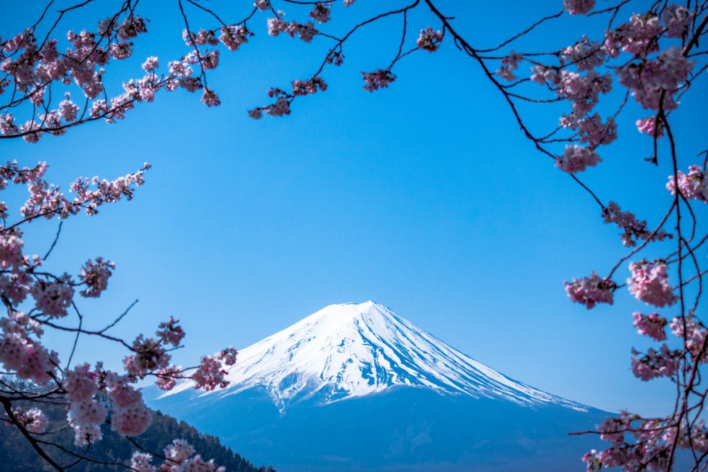 正面の富士山を囲むようにして花が咲いている