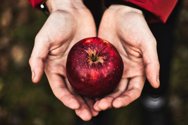 手の中に収まっている赤々としたリンゴ。
