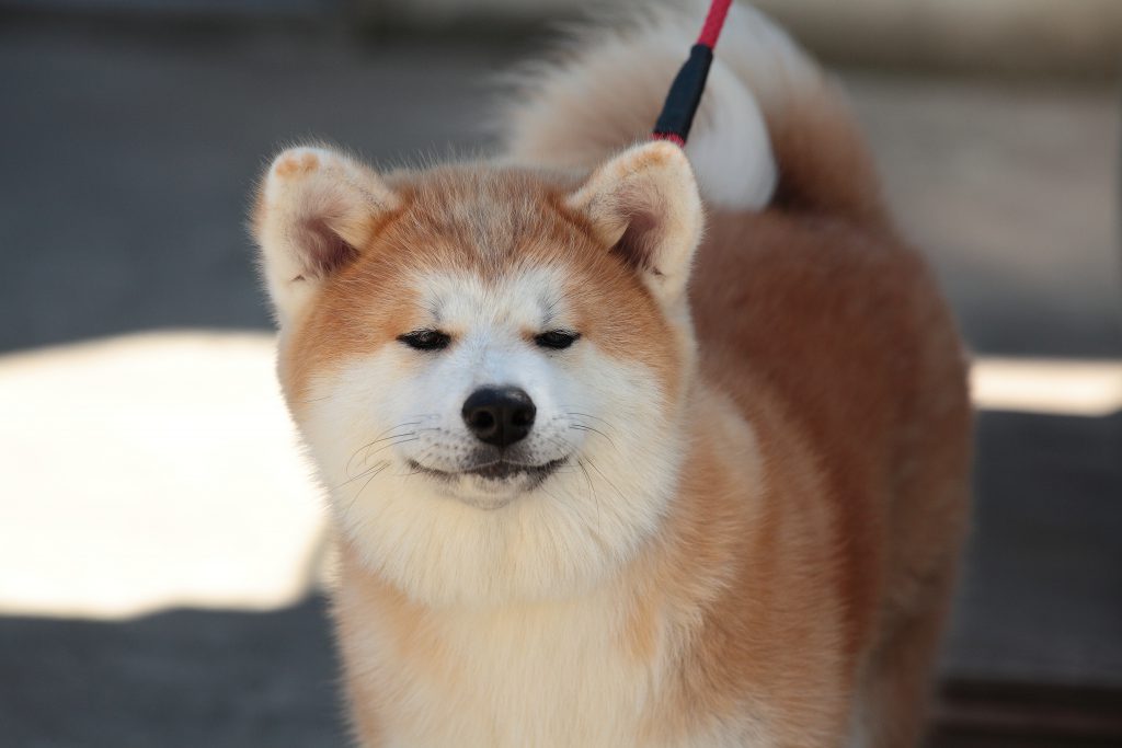 微笑んでいるような赤毛の秋田犬の様子。