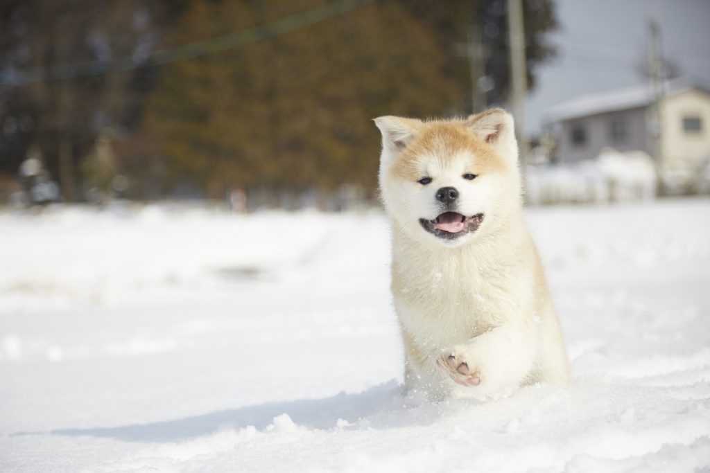雪の中を駆け回る子犬