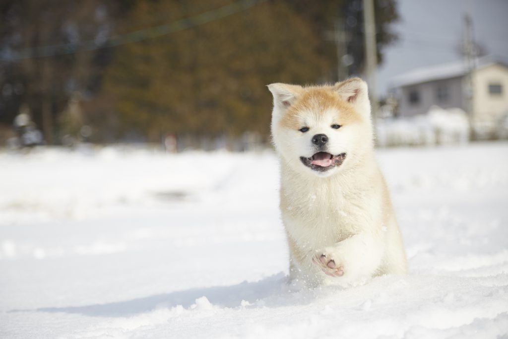 雪の中を元気に駆け回る子犬の様子。