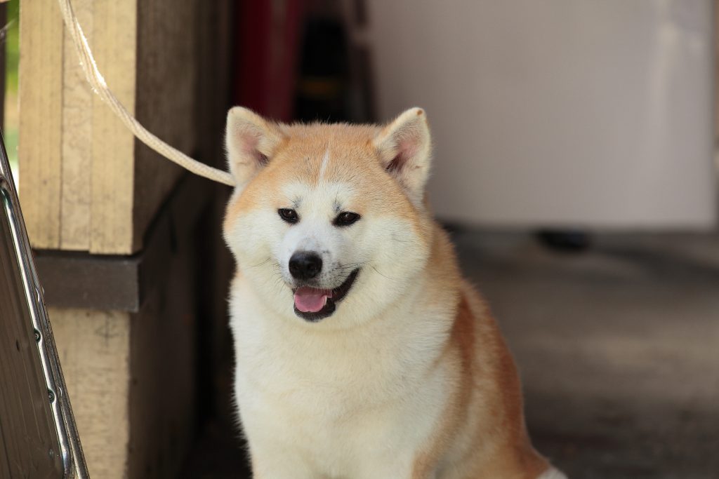 駅にいる秋田犬が笑っている様子。