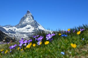スイス・アルプス山脈の様子。色とりどりの花が咲く草原の奥に、雪をまとったマッターホルンが高くそびえている。