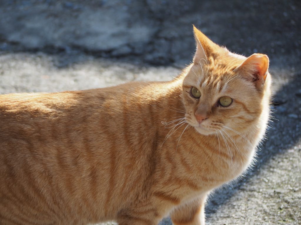 猫の細道にいる茶ネコ。振り返っている。