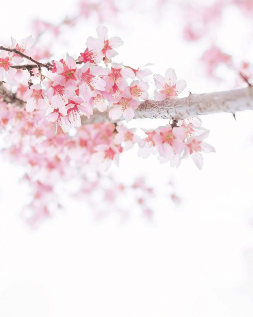 満開の桜の美しい写真。