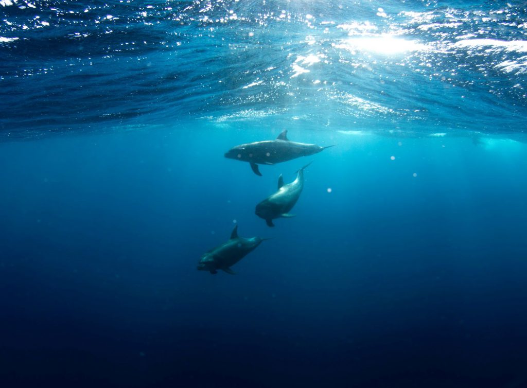 海中をイルカが３匹泳いでいる様子。