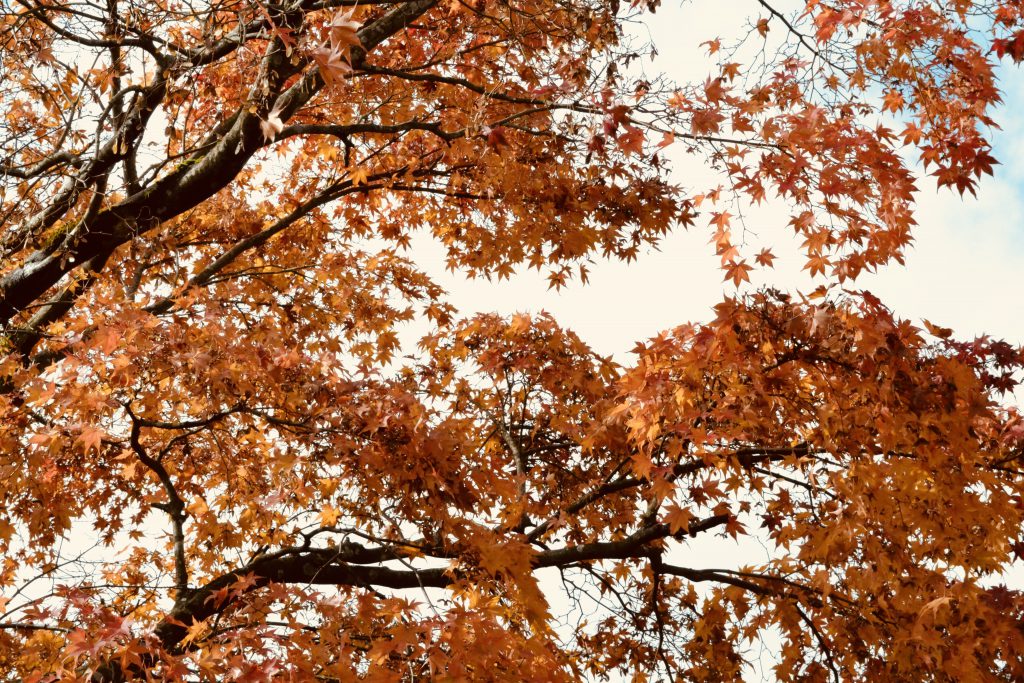 箱根神社の紅葉は全てオレンジ色に染まっている。