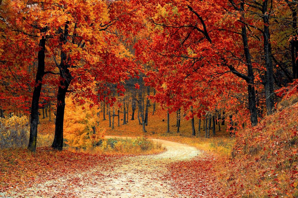 紅葉で赤く染まっている小道の様子。