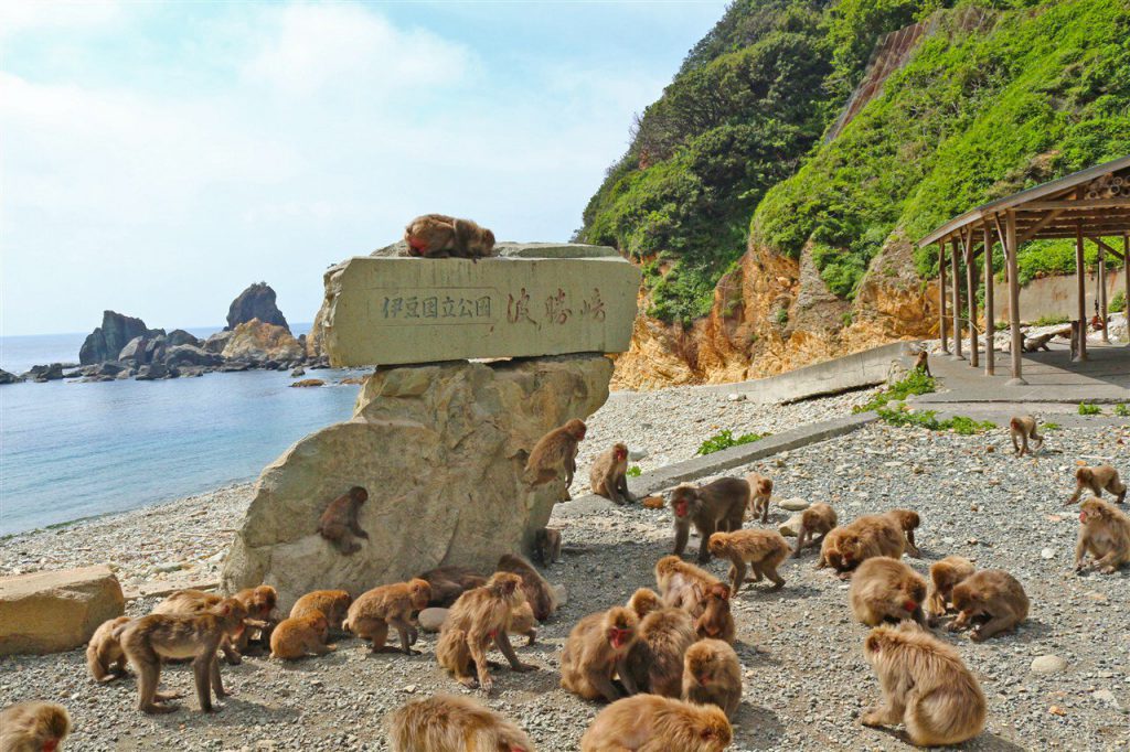 波勝崎モンキーベイ。サルが沢山写っている。