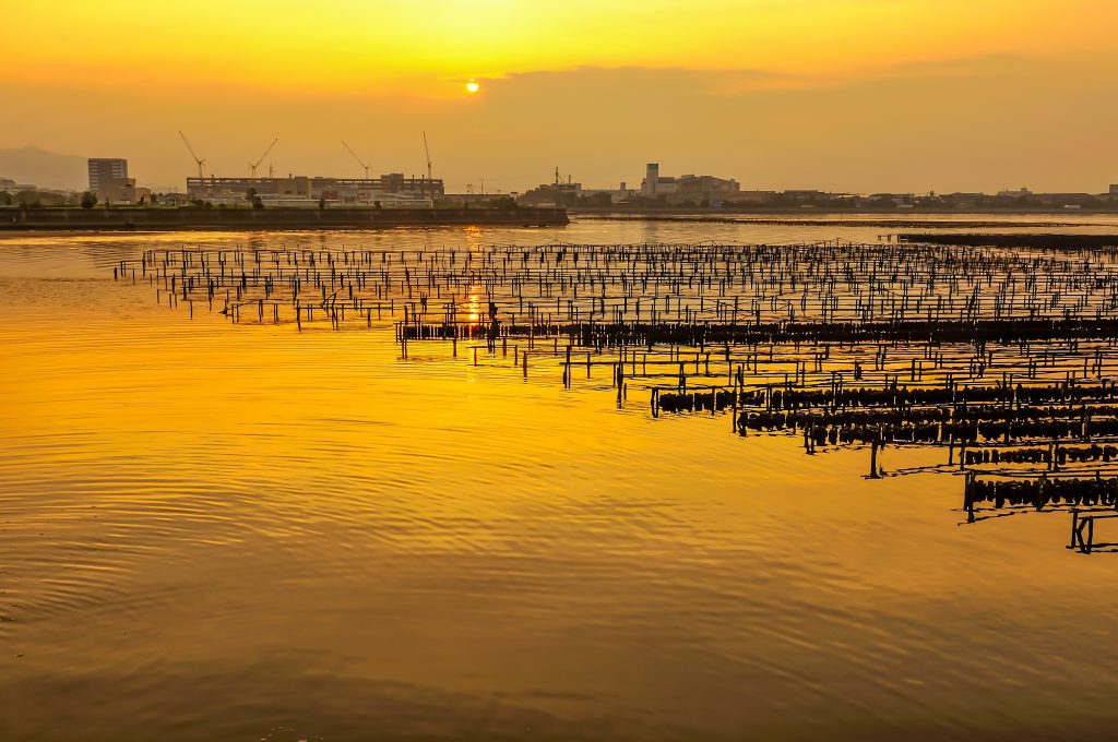 夕日に照らされる牡蠣筏と海