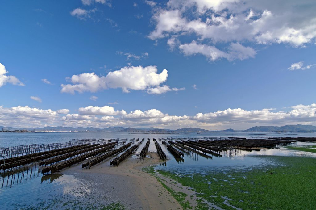 牡蠣棚の海