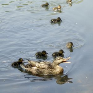 カルガモの親子が泳いでいる。