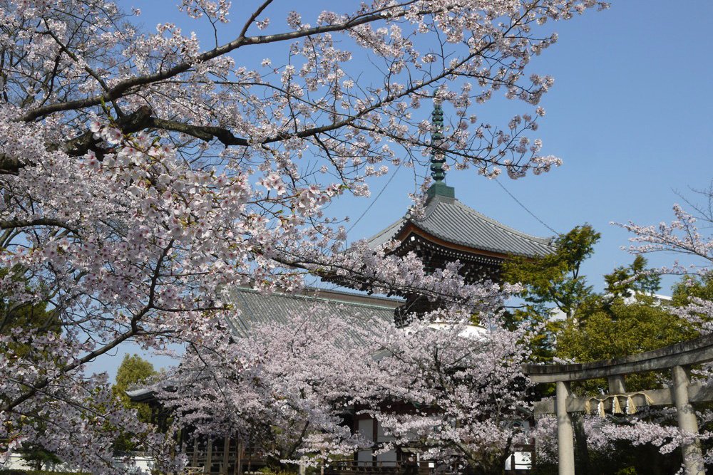 京都にある本法寺を背景に桜が咲いている様子。