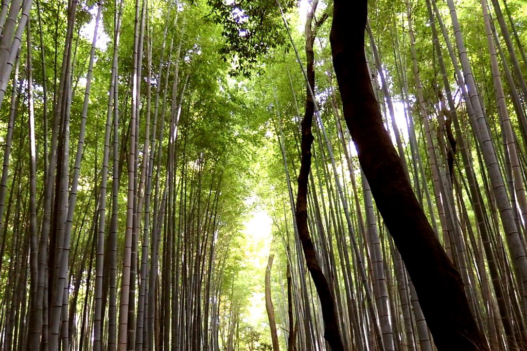 竹藪の写真。