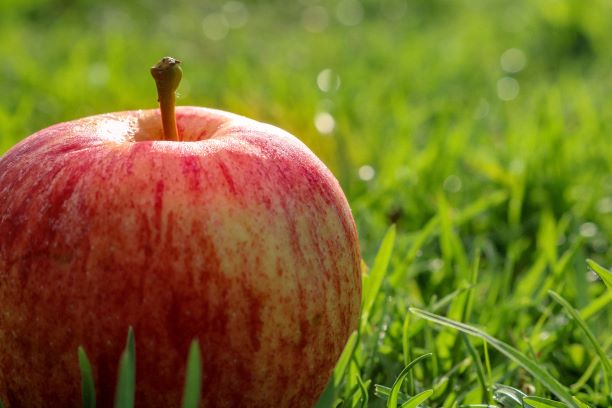 芝の上にある大きなリンゴの様子。