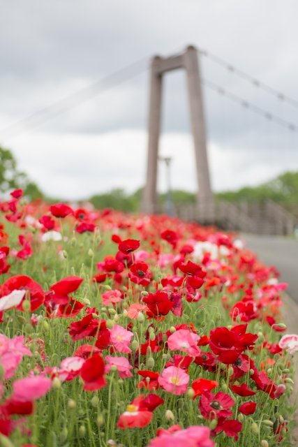 国営備北丘陵公園の赤とピンク色をしたポピーの花。