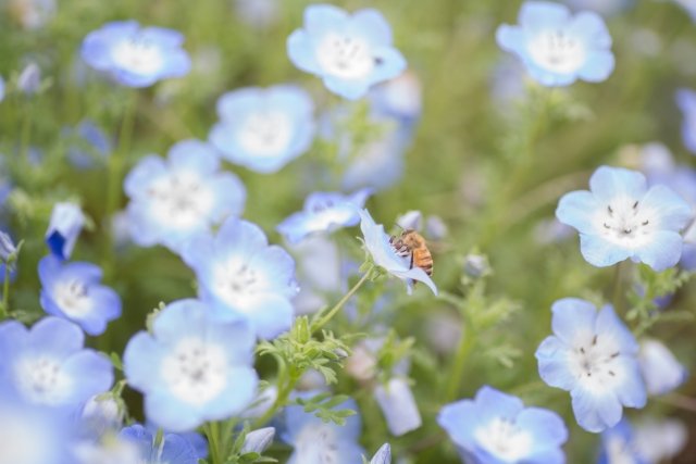 国営備北丘陵公園のネモフィラ。淡いブルーの可愛らしい花。