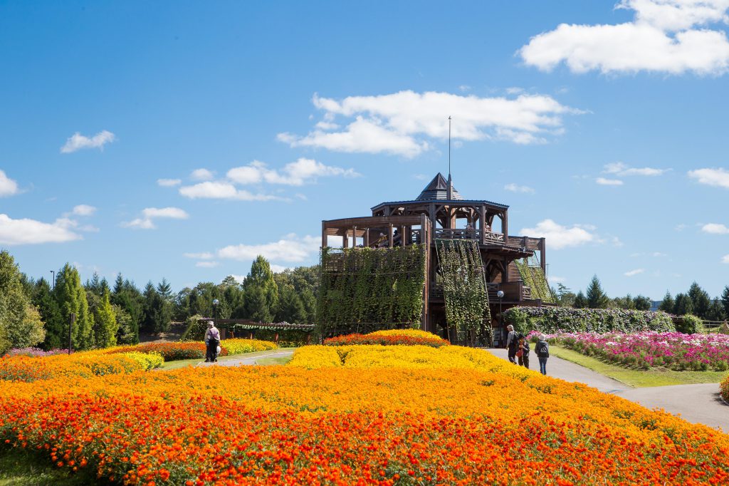 国営備北丘陵公園。オレンジ色の花がグラデーションのように植わっていて美しい様子。