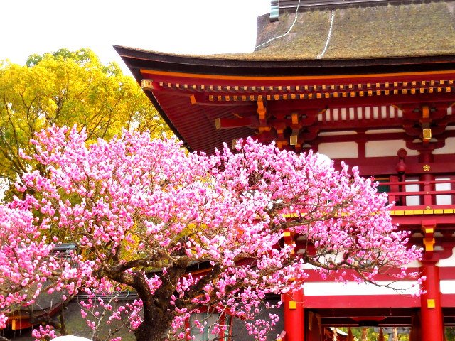太宰府を背景に、濃いピンク色をした梅の花が美しく咲いている。