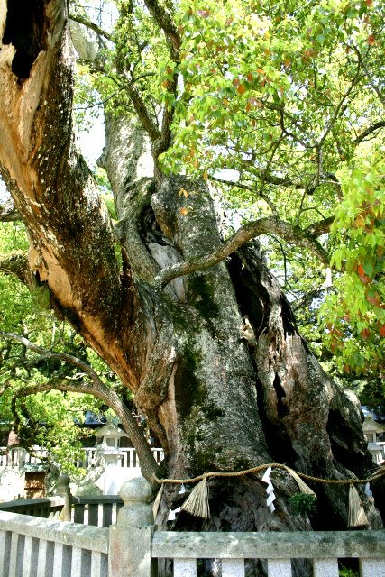 大山祇神社の大楠の木。