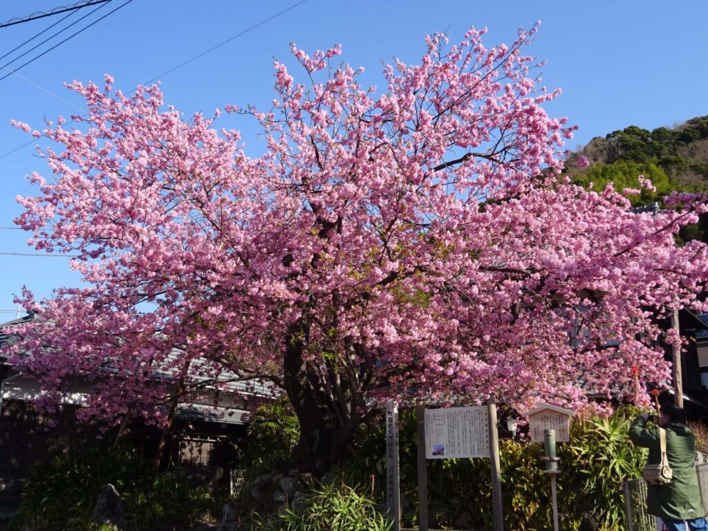 普通の桜より濃いピンク色をした河津桜の様子。
