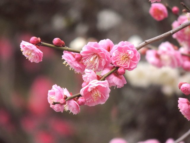 ピンク色をした梅の花がほころんでいる様子。