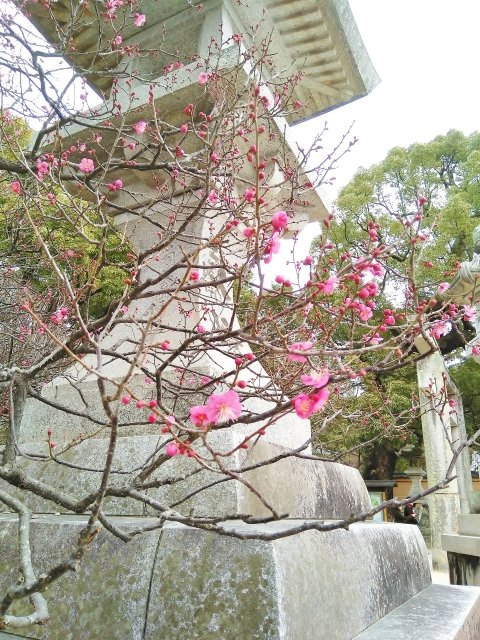 可愛らしいピンク色をした梅の花がほころぶ様子。