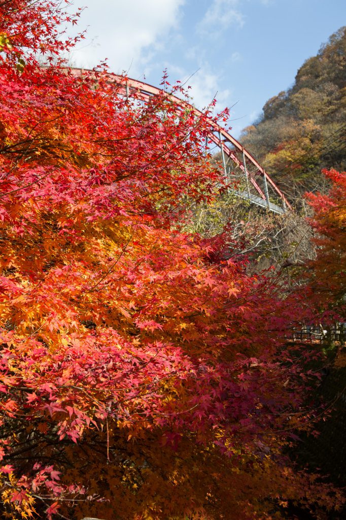 帝釈峡の燃えるような紅葉の様子。