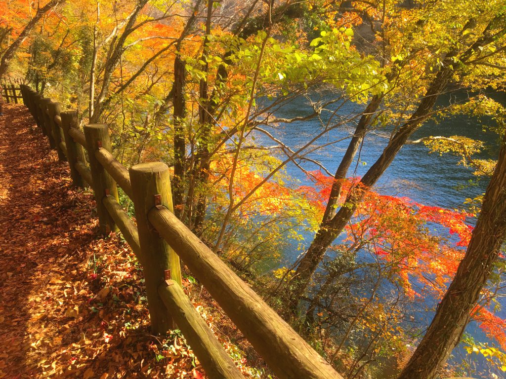 帝釈峡の紅葉。足元が紅葉の絨毯のようになっている。
