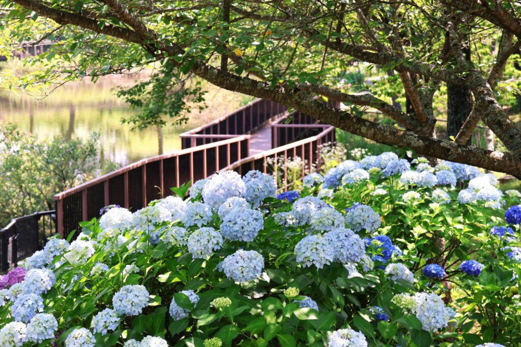 国営讃岐まんのう公園のアジサイ。手前にアジサイの群生、真ん中に遊歩道、奥には池が一部映り込んでいます。