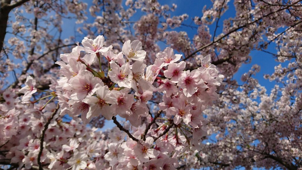 青い空の中、満開に咲いたソメイヨシノの枝のアップ。
