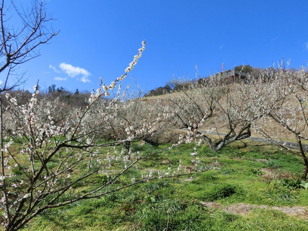 青い空をバックに梅の花が咲いている。伊豆にある梅林、「梅びとの郷」