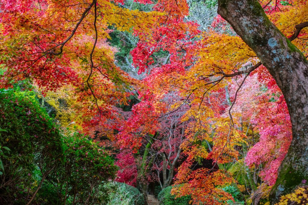 金毘羅宮の表参道から紅葉を見下ろしており、緑から黄色そして赤色へと綺麗なグラデーションで紅葉が色づいています。