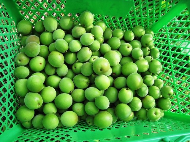 伊豆で収穫されたばかりの美しい梅の実がグリーンのカゴに入れられている