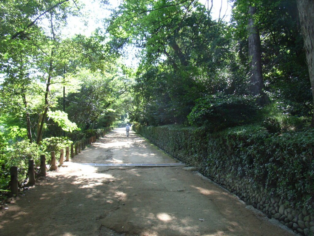 木々に囲まれた緑豊かな坂道。道の両側には木々が並び、自然の中で穏やかで静かな、落ち着いた雰囲気が漂っています。