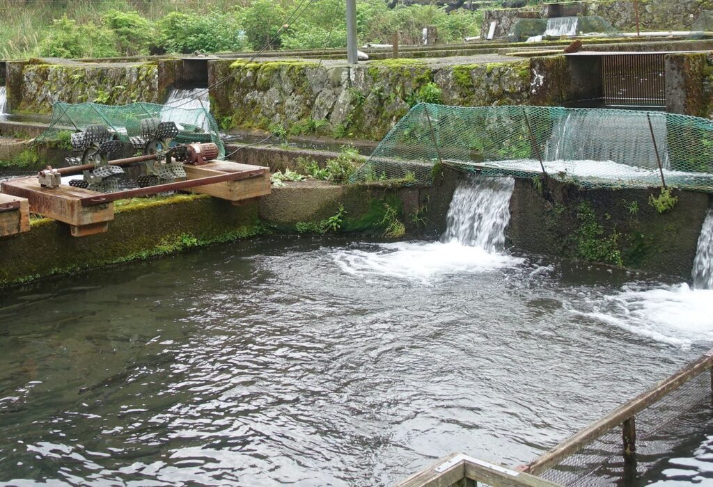 緑に囲まれた伊豆の「下山養魚場」の養魚場に天城の水が流れ込んでいる