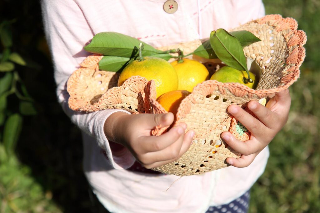 子供が両手で麦わら帽子を使い、たくさんのミカンを抱えています。ミカンにはまだ葉がついています。