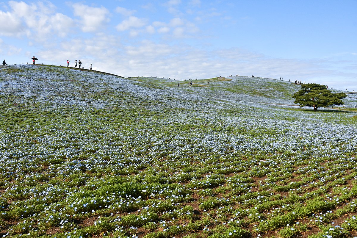nemophila-30percent-bloom-