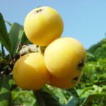 青空の下に広がる伊豆の白ビワの木。希少な果実が実る様子