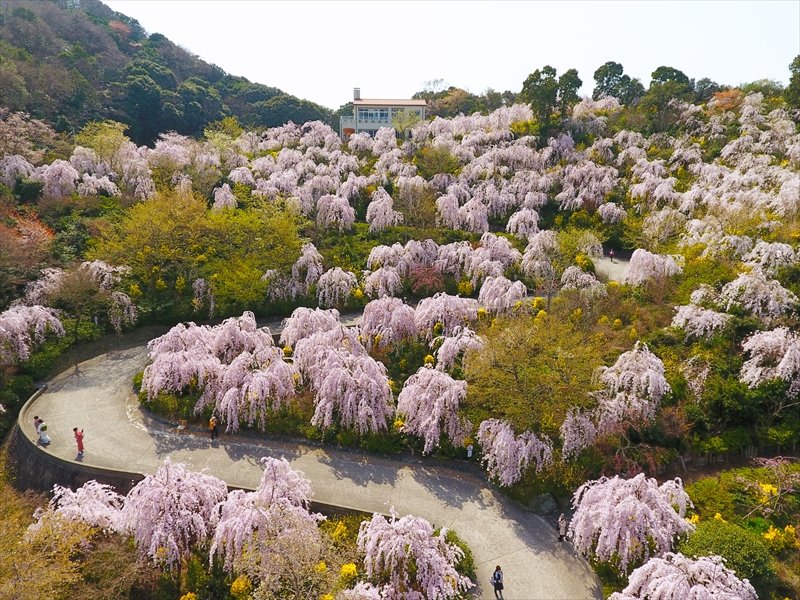 花見山 鳴門に咲くしだれ桜の風景